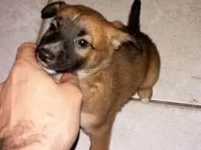 Cachorro ra a Rnd idade 2 a 6 meses nome Belinha