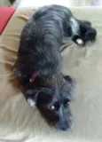 Pretinha