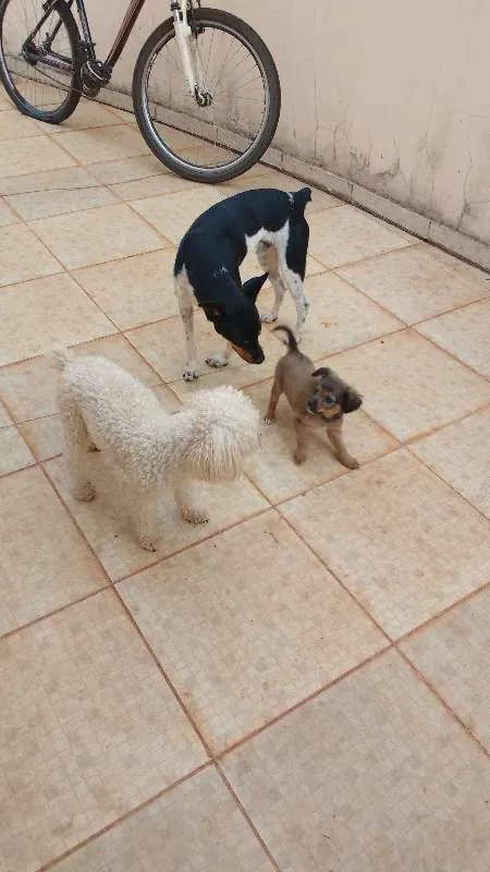Cachorro ra a Poodle idade 5 anos nome Rick 