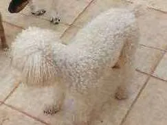 Cachorro raça Poodle idade 5 anos nome Rick 