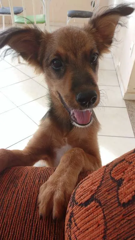 Cachorro ra a NÃO DEFINIDA idade 2 anos nome MAX