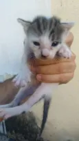 Estrela