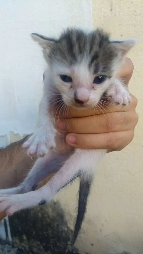 Gato ra a  idade Abaixo de 2 meses nome Estrela