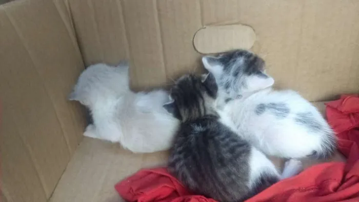 Gato ra a  idade Abaixo de 2 meses nome Estrela