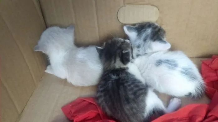 Gato ra a  idade Abaixo de 2 meses nome Estrela