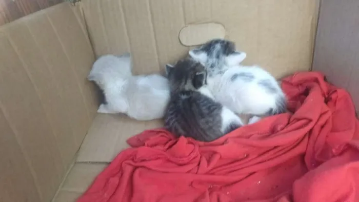 Gato ra a  idade Abaixo de 2 meses nome Estrela