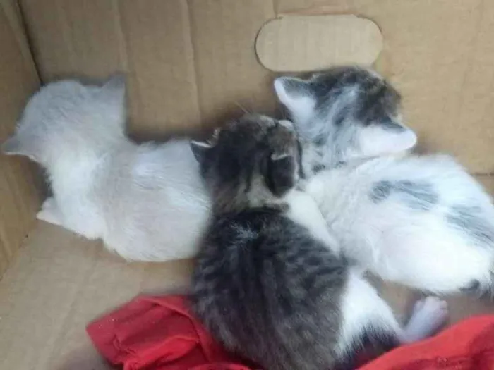 Gato ra a  idade Abaixo de 2 meses nome Estrela