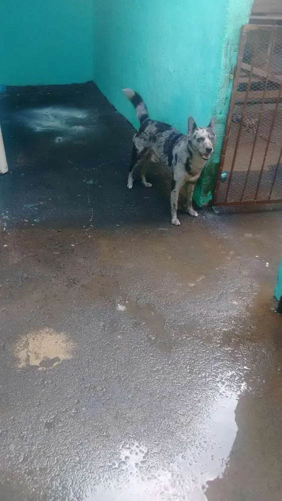 Cachorro ra a Viralata idade 6 ou mais anos nome Sargento