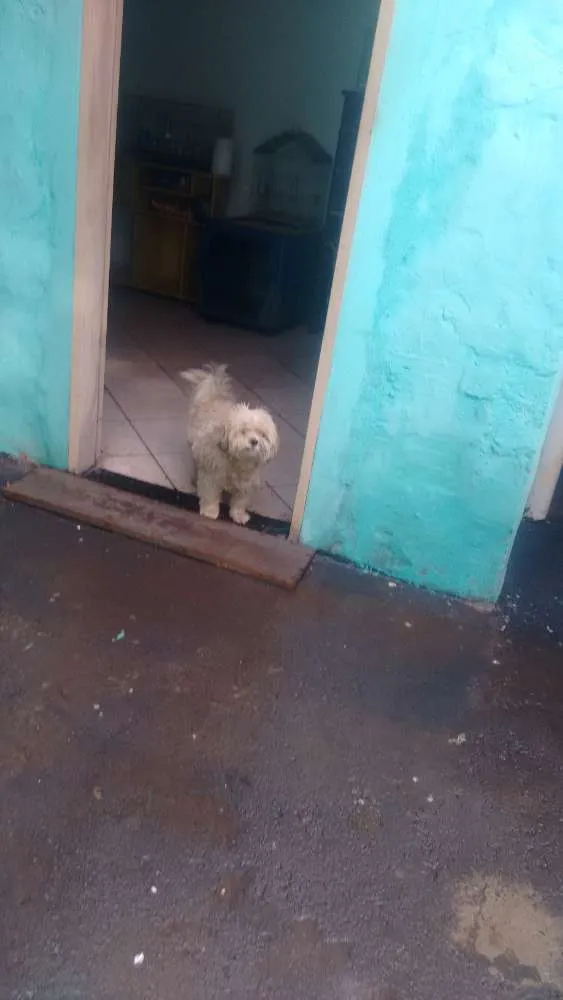 Cachorro ra a Puddo idade 4 anos nome Luy