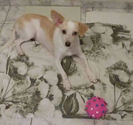 Cachorro ra a SRD idade 1 ano nome Vitoria