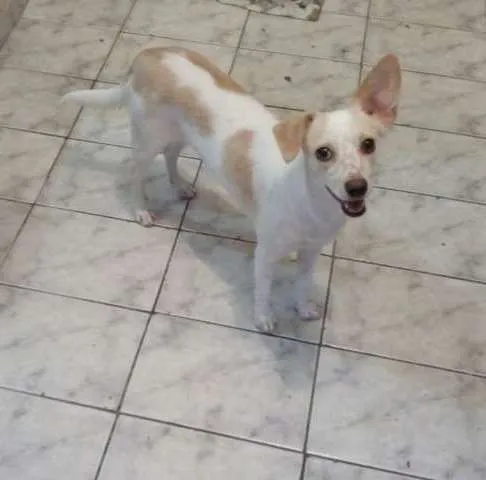 Cachorro ra a SRD idade 1 ano nome Vitoria