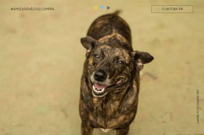 Cachorro raça SRD idade 6 ou mais anos nome Cami
