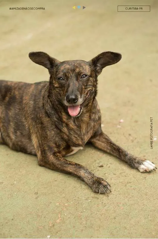 Cachorro raça SRD idade 6 ou mais anos nome Cami