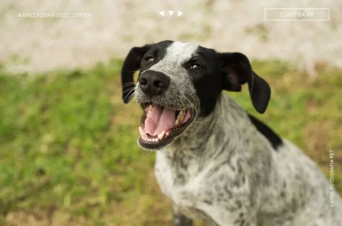 Cachorro raça SRD idade 4 anos nome Negresco
