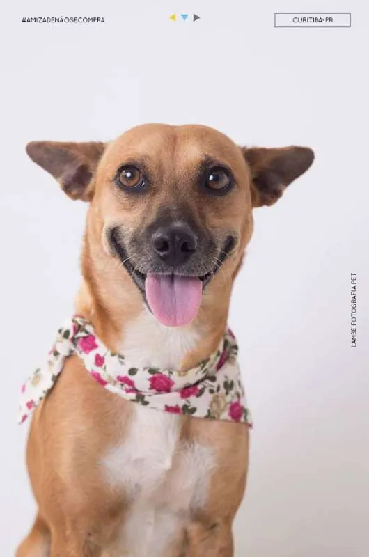 Cachorro raça SRD idade 3 anos nome Aveia