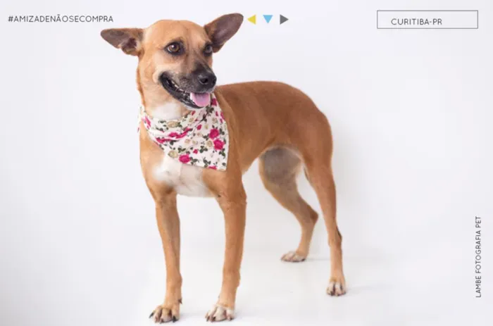 Cachorro raça SRD idade 3 anos nome Aveia