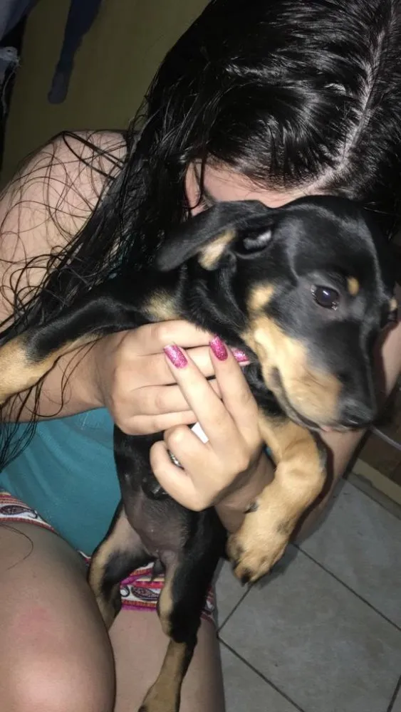 Cachorro ra a SRD - cruzamento SDR c/ Teckel idade 2 a 6 meses nome Filhotes da Mel