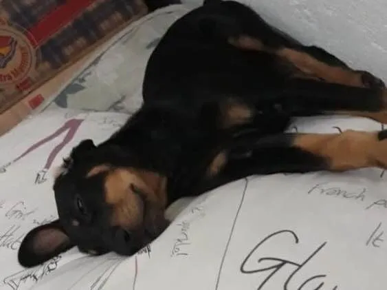 Cachorro ra a SRD - cruzamento SDR c/ Teckel idade 2 a 6 meses nome Filhotes da Mel