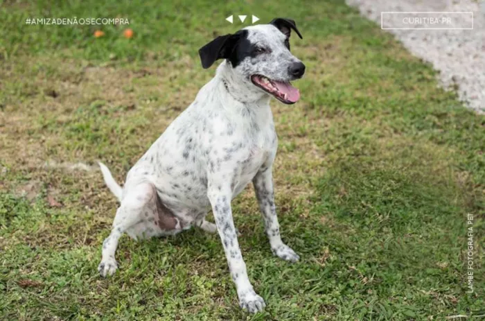 Cachorro raça SRD idade 6 ou mais anos nome Flocos