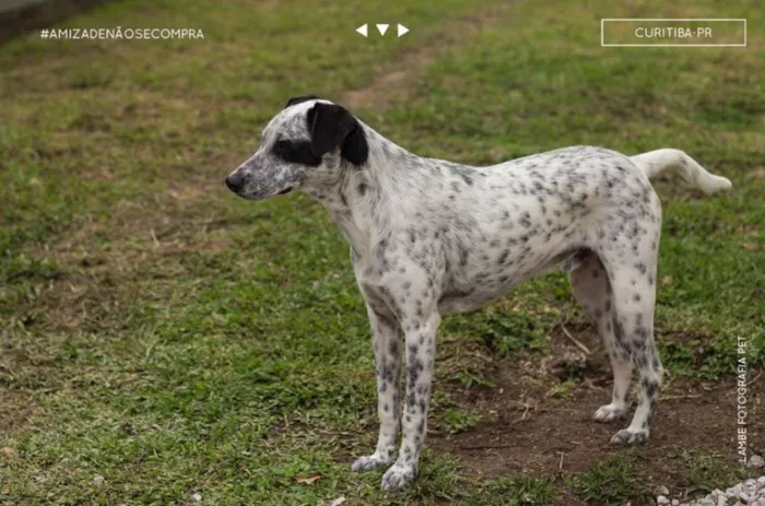 Cachorro raça SRD idade 6 ou mais anos nome Flocos