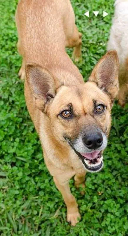 Cachorro raça SRD idade 5 anos nome Dandara