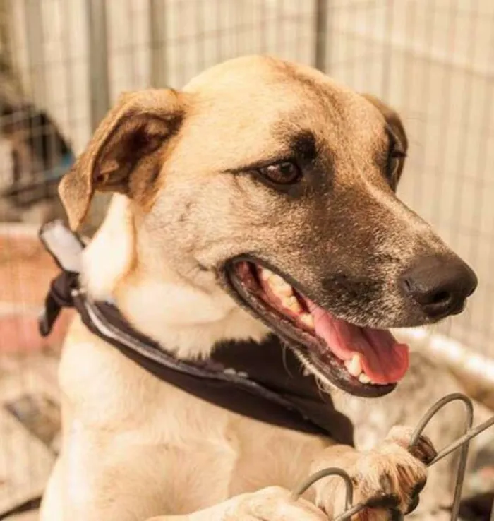 Cachorro raça SRD idade 5 anos nome Milk