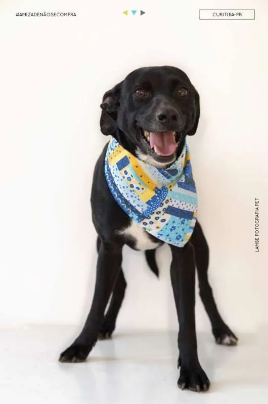Cachorro raça SRD idade 6 ou mais anos nome PRETO