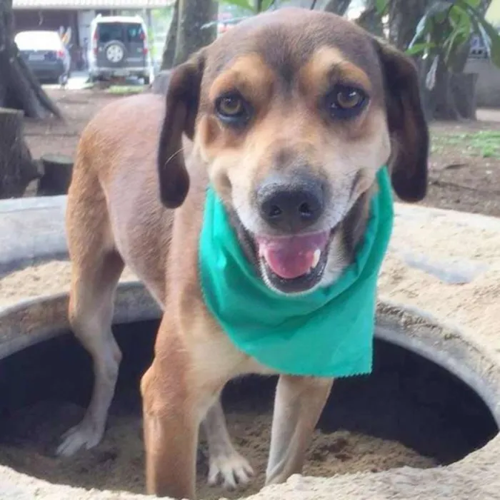 Cachorro raça SRD idade 6 ou mais anos nome Heart