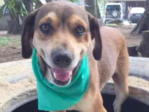 Cachorro raça SRD idade 6 ou mais anos nome Heart