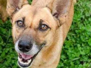 Cachorro raça SRD idade 5 anos nome Dandara