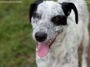 Cachorro raça SRD idade 6 ou mais anos nome Flocos