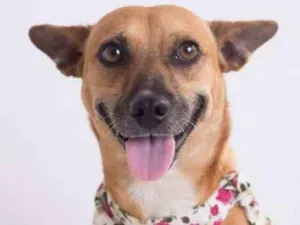 Cachorro raça SRD idade 3 anos nome Aveia
