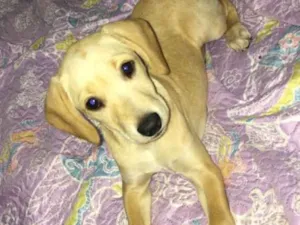 Cachorro raça SRD - cruzamento SDR c/ Teckel idade 2 a 6 meses nome Filhotes da Mel