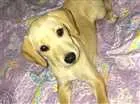 Cachorro raça SRD - cruzamento SDR c/ Teckel idade 2 a 6 meses nome Filhotes da Mel