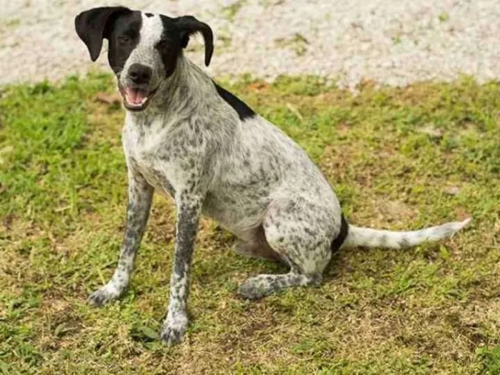 Cachorro raça SRD idade 4 anos nome Negresco