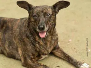 Cachorro raça SRD idade 6 ou mais anos nome Cami