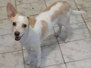 Cachorro raça SRD idade 1 ano nome Vitoria