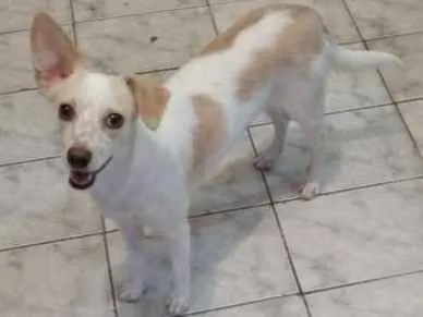 Cachorro ra a SRD idade 1 ano nome Vitoria