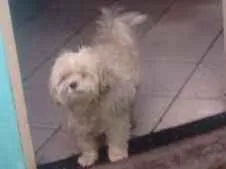 Cachorro ra a Puddo idade 4 anos nome Luy