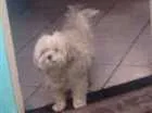 Cachorro raça Puddo idade 4 anos nome Luy