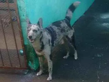 Cachorro ra a Viralata idade 6 ou mais anos nome Sargento