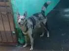 Cachorro raça Viralata idade 6 ou mais anos nome Sargento