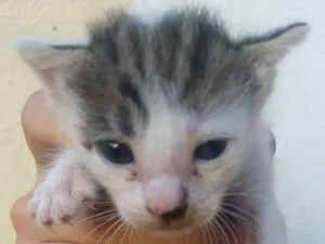 Gato raça  idade Abaixo de 2 meses nome Estrela