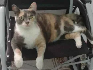 Gato raça Srd idade 2 anos nome Malú