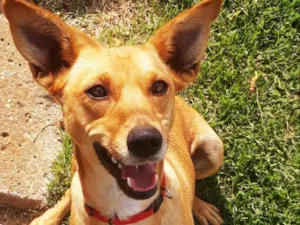Cachorro raça SRD idade 2 anos nome Pupi 