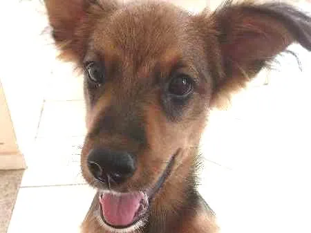 Cachorro ra a NÃO DEFINIDA idade 2 anos nome MAX