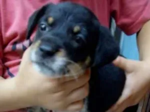 Cachorro raça Viralata idade Abaixo de 2 meses nome Filhotes da Celly