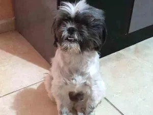Cachorro raça Shitzu idade 5 anos nome Luna GRATIFICA