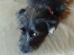 Cachorro raça SRD idade  nome Pretinha