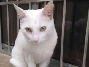 Gato raça Srd idade 4 anos nome Lili
